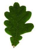 English Oak, Quercus Robur
