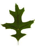 Pin Oak Quercus Palustris